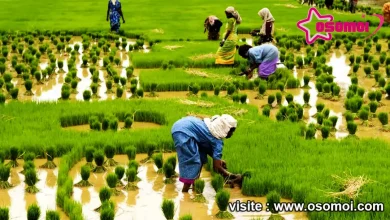 আমন ধান চাষ পদ্ধতি