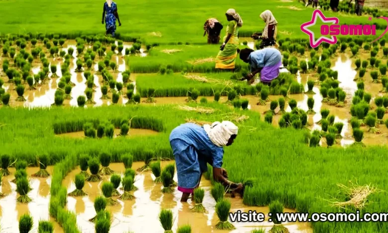 আমন ধান চাষ পদ্ধতি