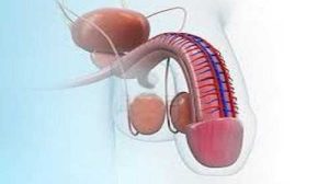 বাঁকা পেনিস সোজা করার উপায় 